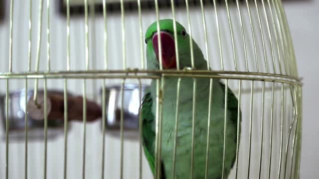 Green parrot in cage