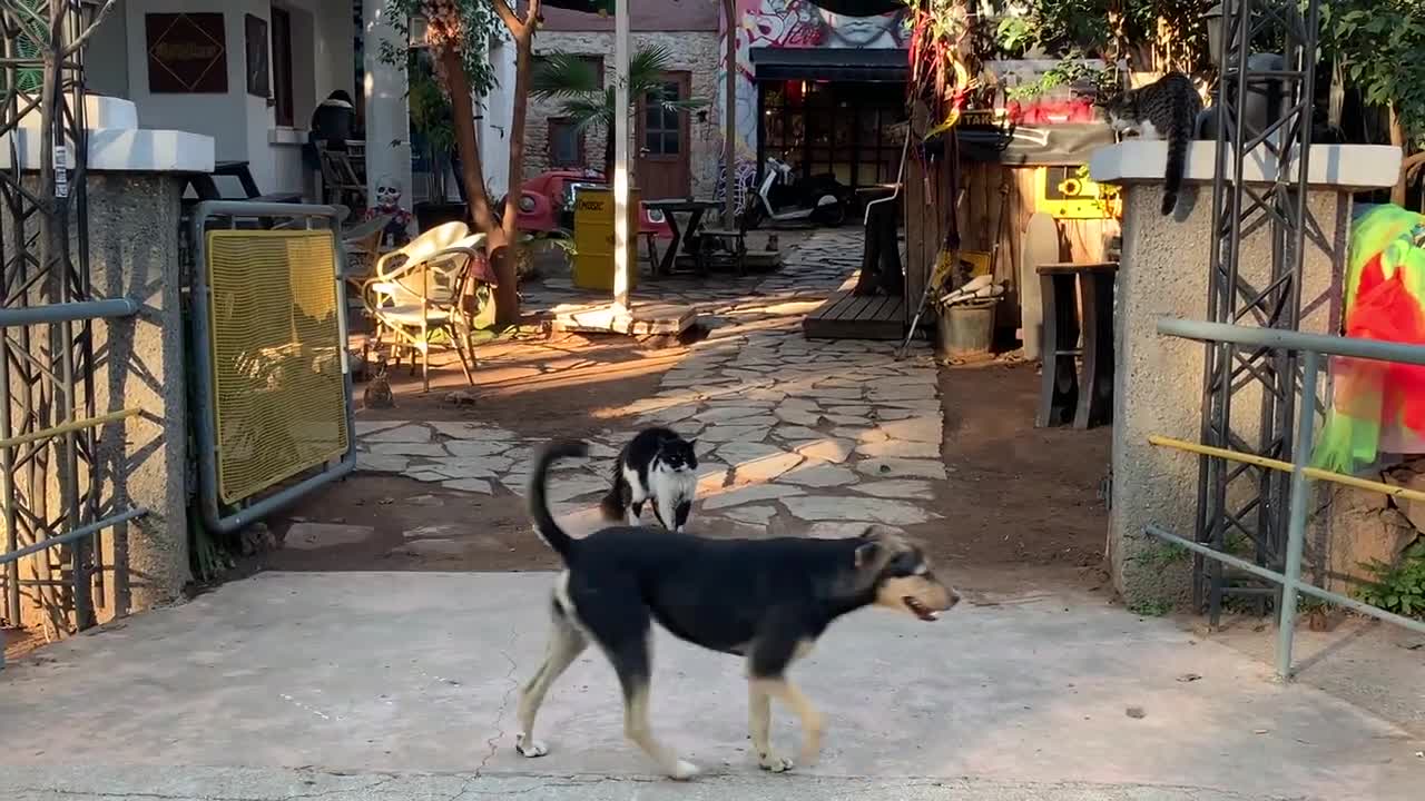 BRAVE CAT FIGHTS OFF THREE DOGS HILARIOUSLY