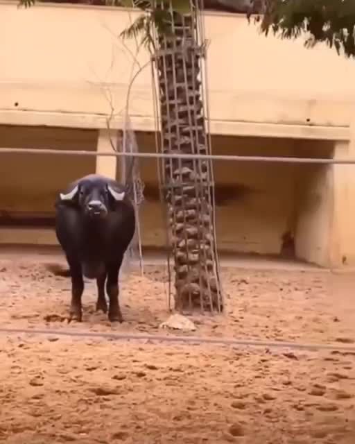 Helped the turtle ..