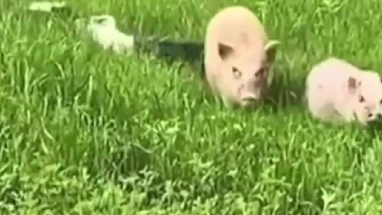 Funny animals videos 😂