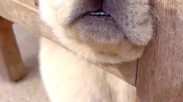 Funny dog ​​animal, very nice video, beautiful awesome