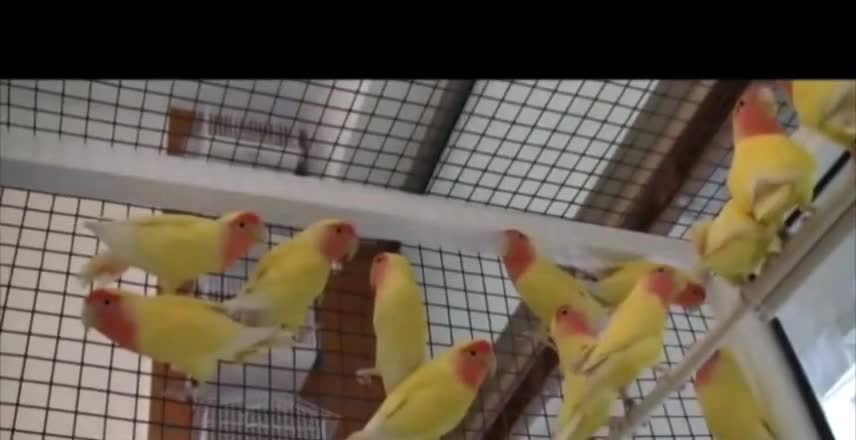 تمتع بمشاهدة عصافير طائر الحب الجميل ❤️