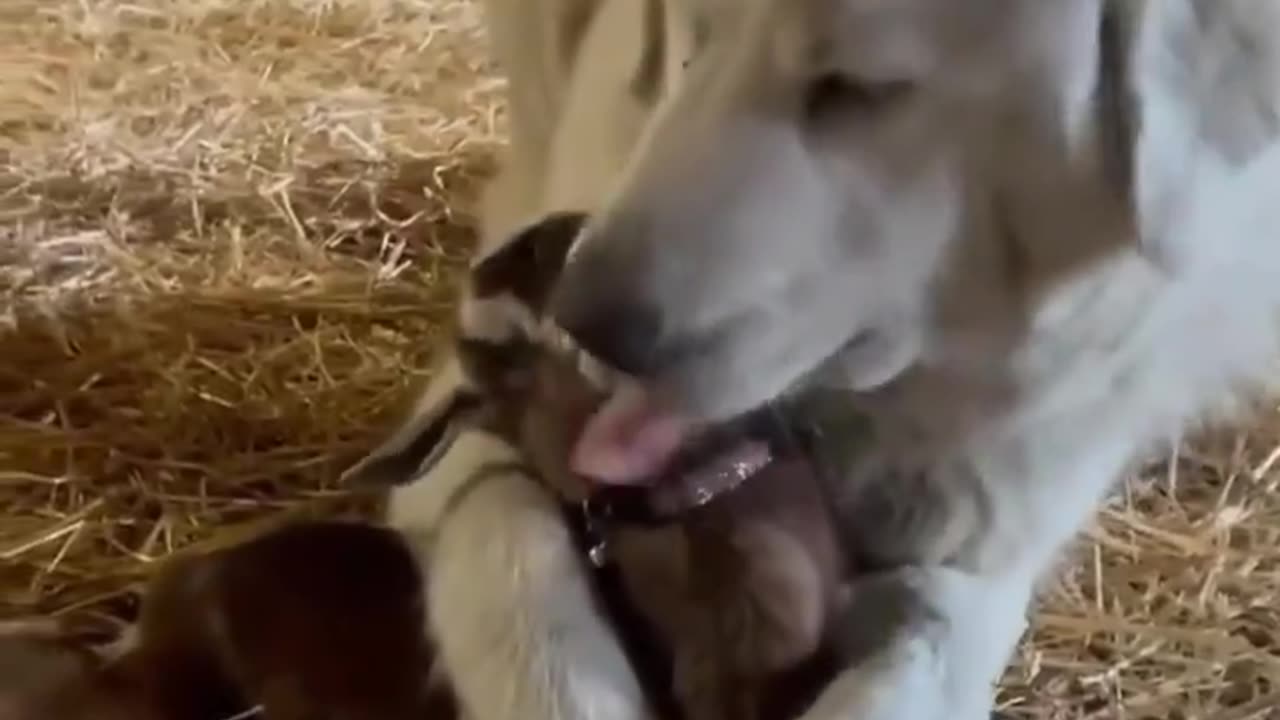 Dog loves baby goat..🐕🐾🐐😍