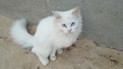 Blue eyes cute cat