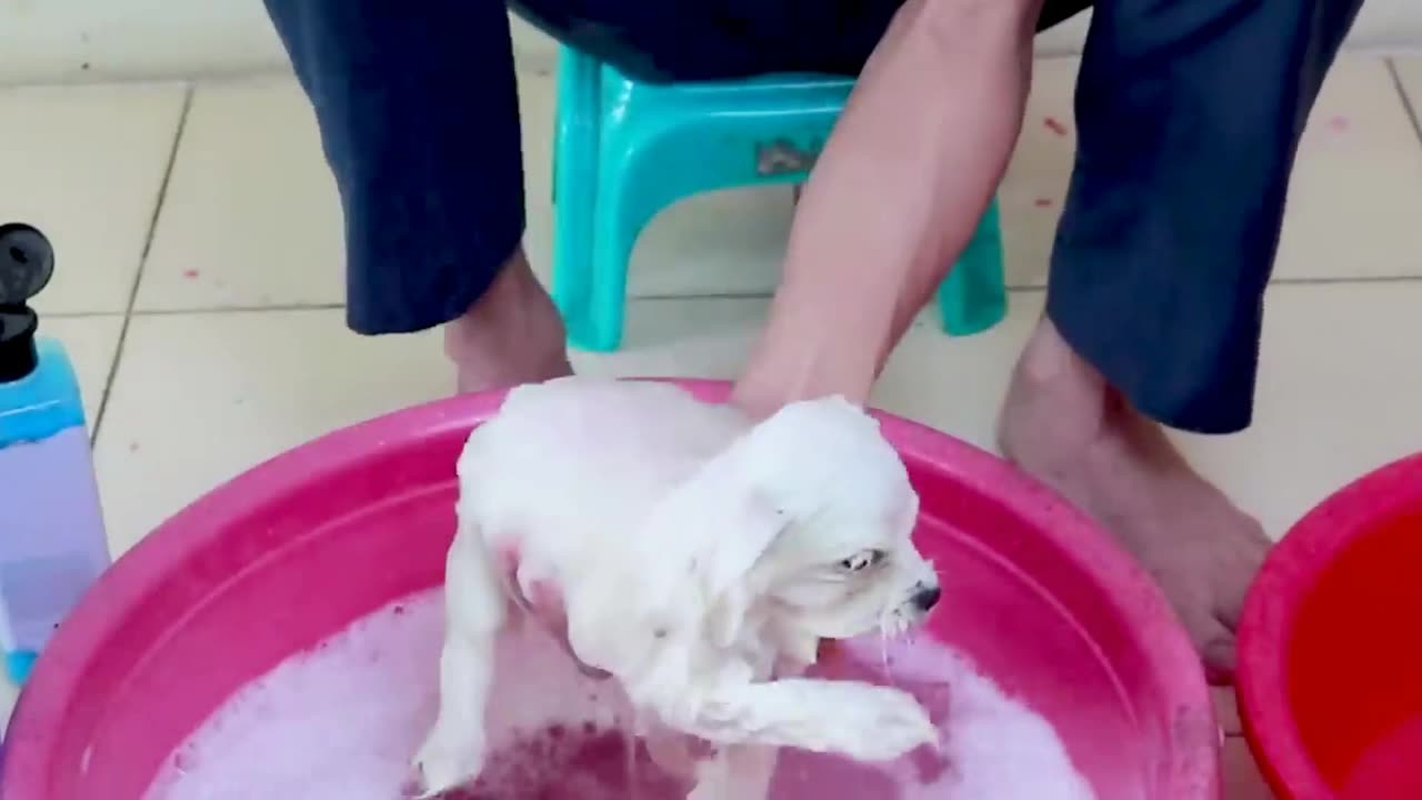 First Cute Pomeranian Puppy Bath | Funny Dogs Puppies | Min Puppy