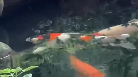 Koi fish pond