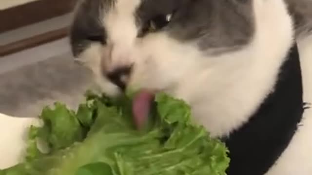 This cat loves lettuce