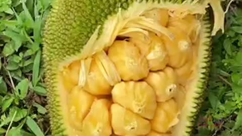 Jack Fruits