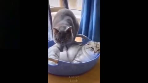 Cat massage funny video