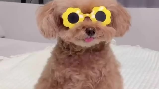 What breed are these, I want one