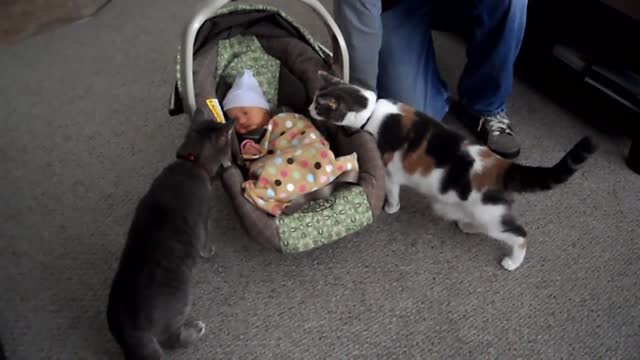 Cats seeing babies for the first time