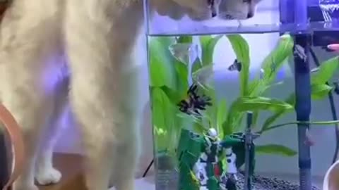 the cat wanted to eat fish from the aquarium