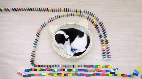 Cats and Domino