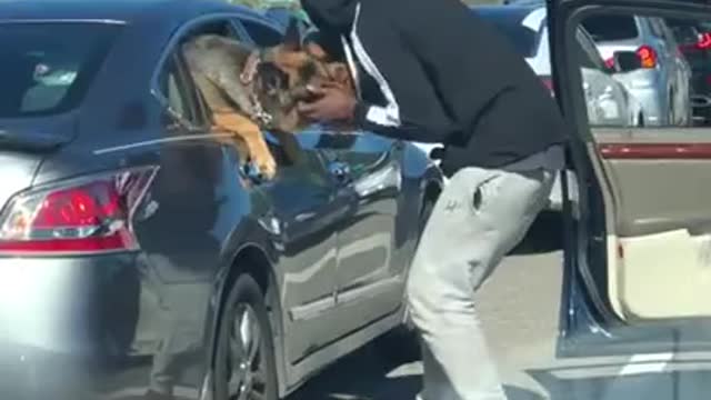 Wholesome Driver Pets Dog In Another Car