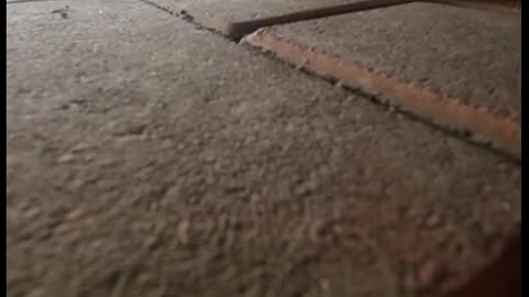 This cat has anger issues