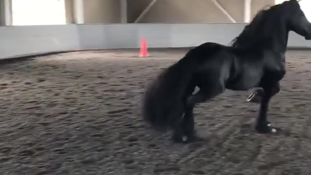 Showing Off Racing Skills From Female Arabian Racing Horse