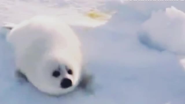 Sealion looking for his mother