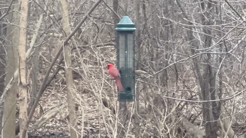 James Gardens Toronto feeder