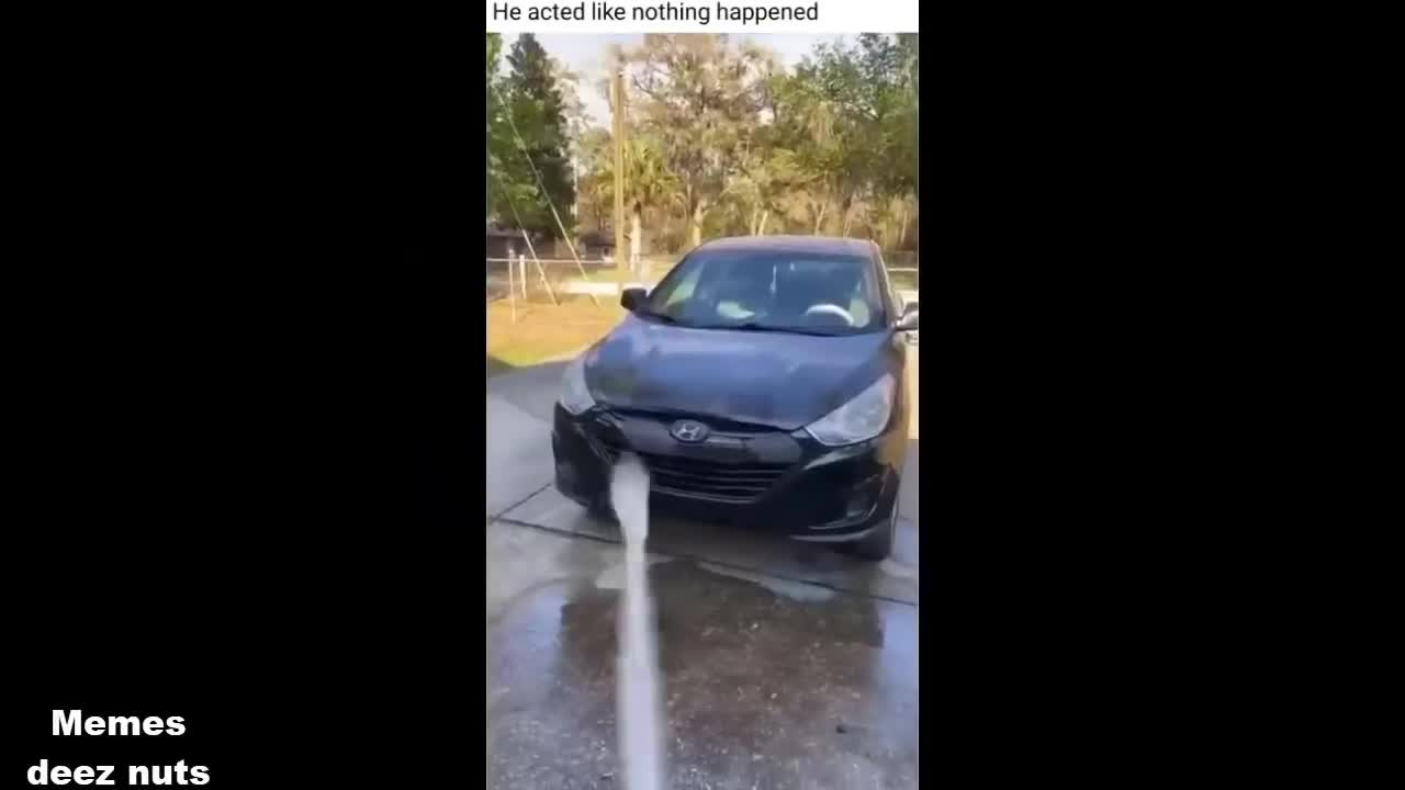 funny animals compilation 2022