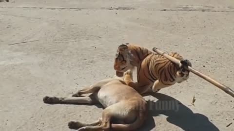 Dog prank fake tiger video
