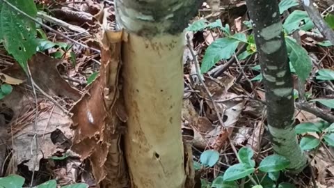 Beaver Chewed Tree