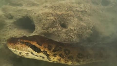 Diver records close encounter with a monster 23-foot anaconda