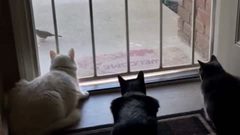 funny video's 2021 [dog - cats - Birds]