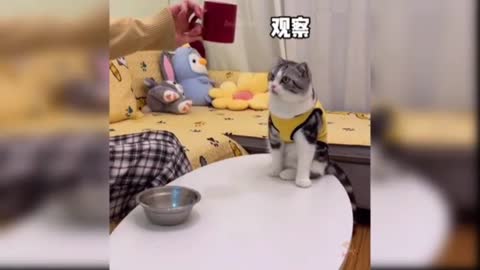 Cute And Funny Cat Video