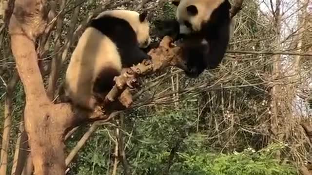 Two cute pandas are arguing with each other