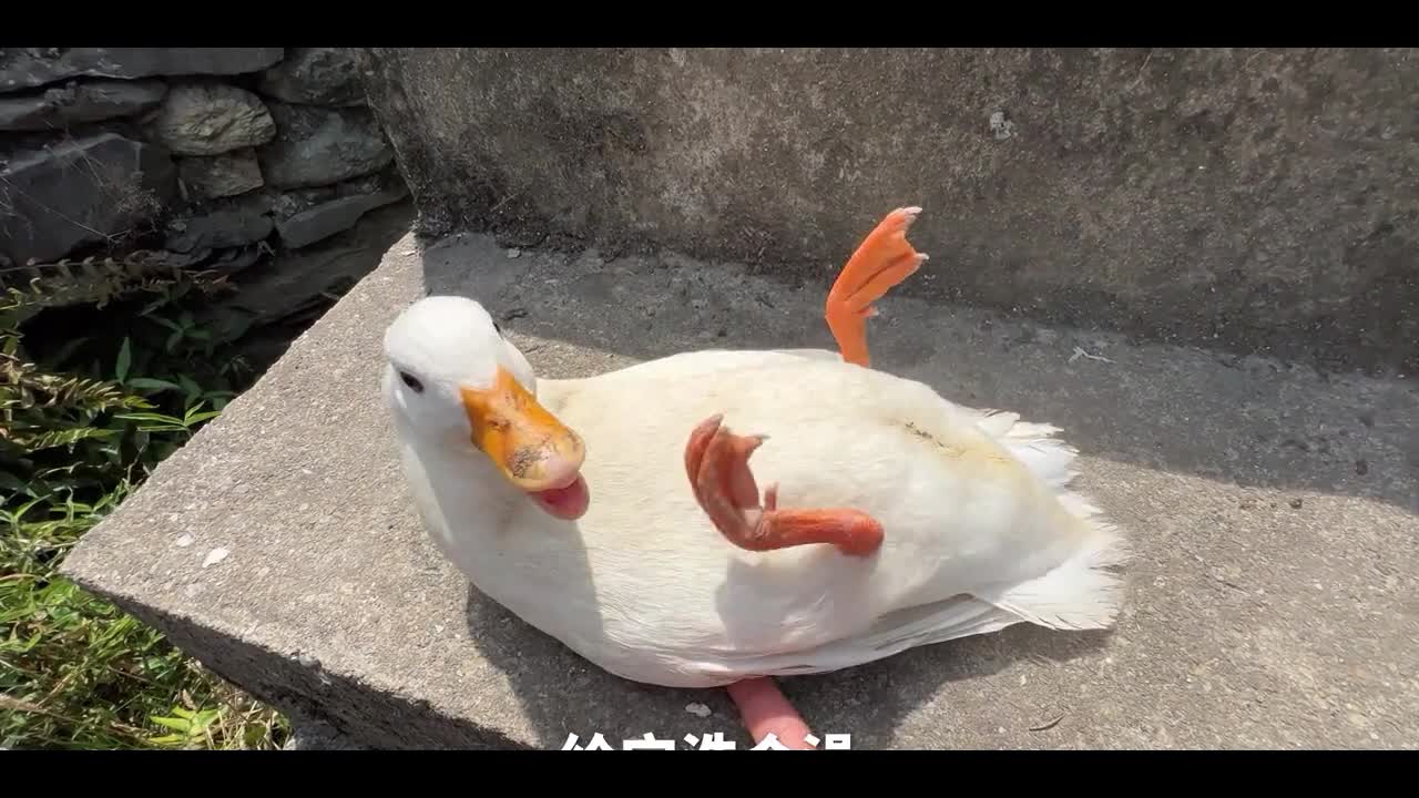 duck hatching baby