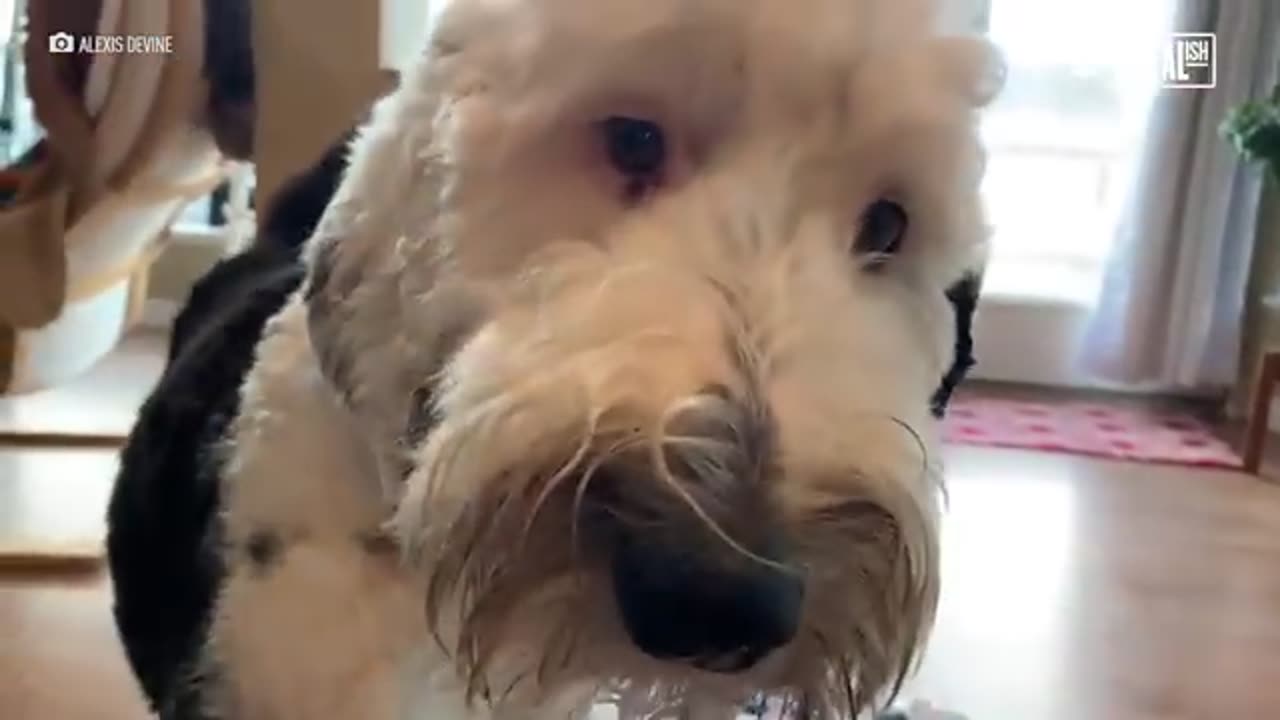 Meet Bunny the talking dog! Video shows how she communicates with buttons