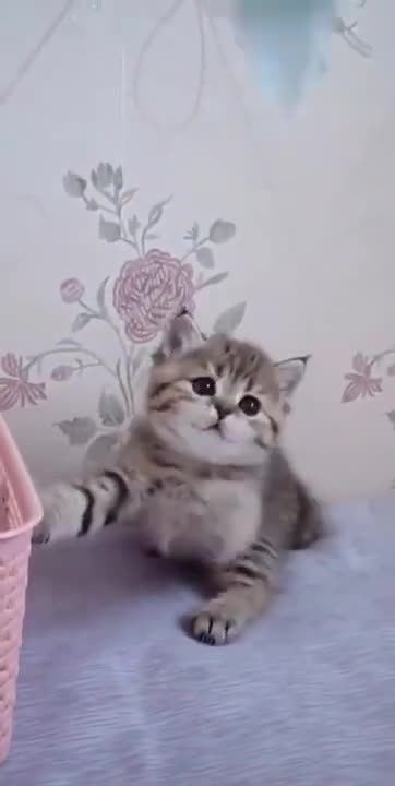 so cute little cat makes you laugh!