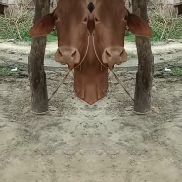 #shorts #trending #fashion #curvymodel #viral #instashorts #instavideo