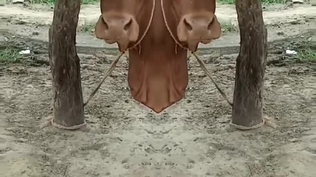 #shorts #trending #fashion #curvymodel #viral #instashorts #instavideo