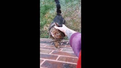 Funny Animals Video - Tik Tok Animal Video - Bewiki 2021