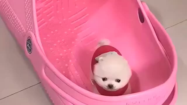 Absolutely cute little cat