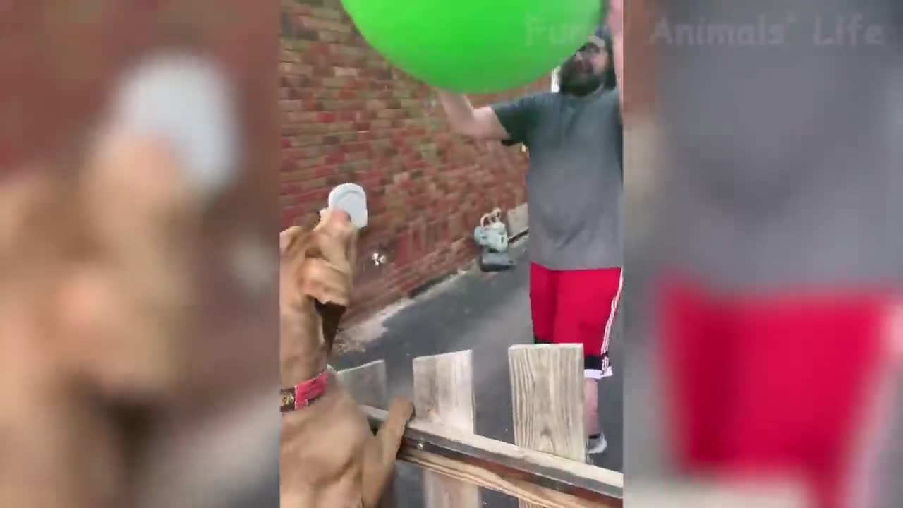 Funniest Cat Videos That Make Your Day Better 😻