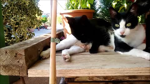 Mother cat's,