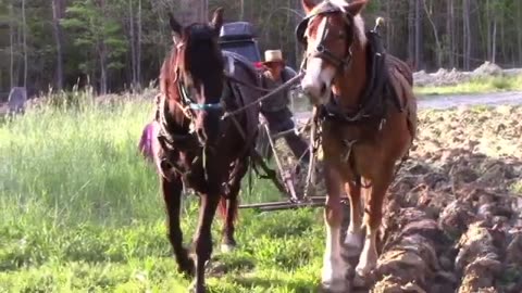 Horse Drawn Walking Plow with Titus Morris