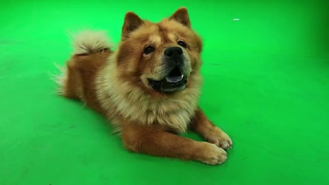 video keying puppy resting in the kennel