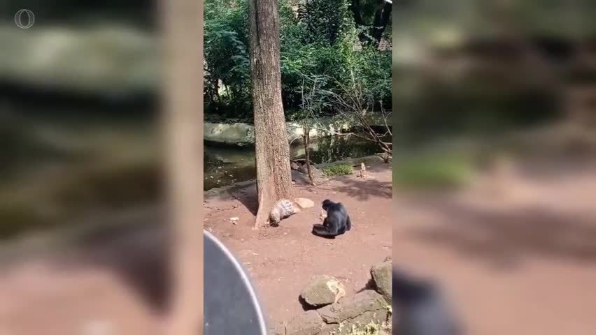 orangutan beat porcupine