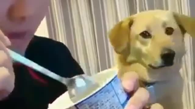 Most Funny dog video.