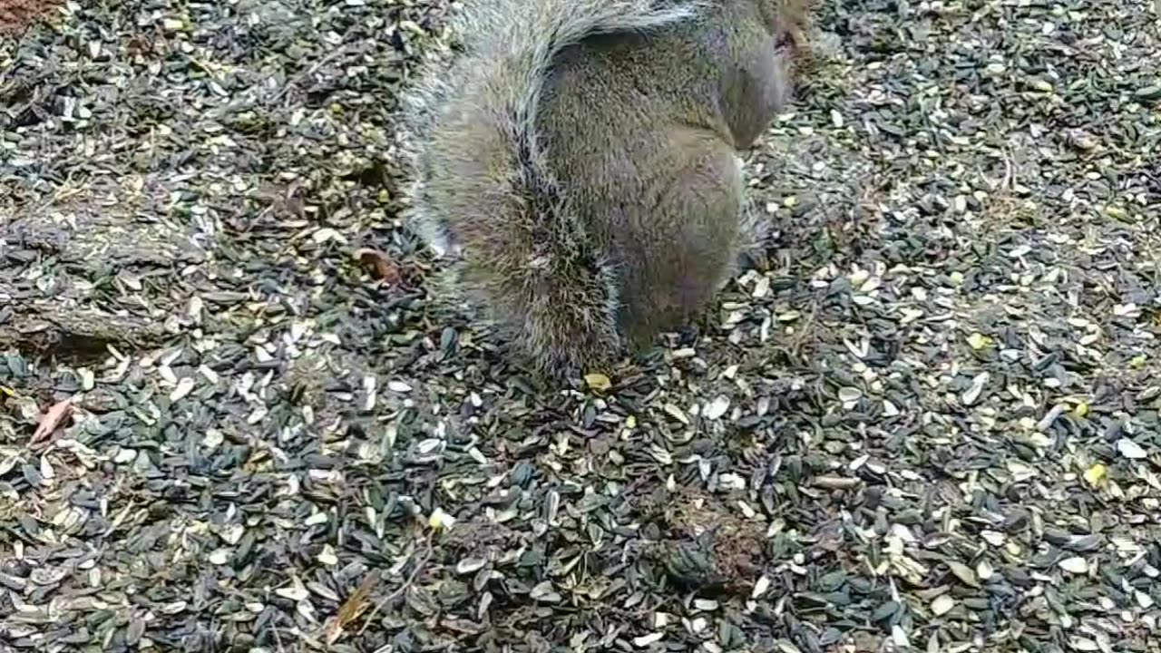 Leo the squirrel 🔶 Our second meeting 🐿️❤️