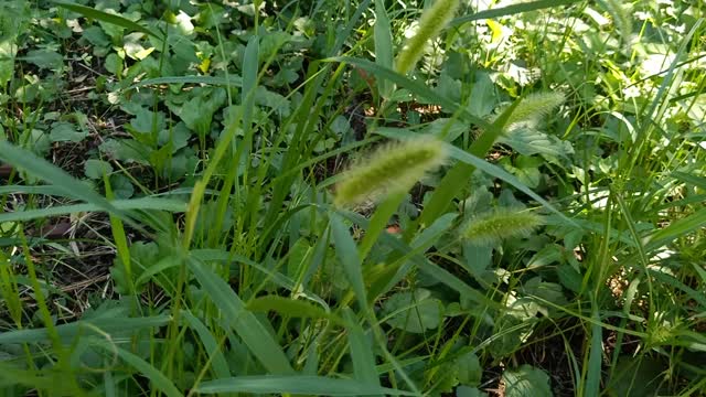 The fruit of this plant is fluffy