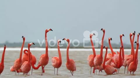 Flamingo elegance