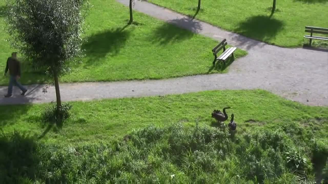 angry swan attacks (Part 3)