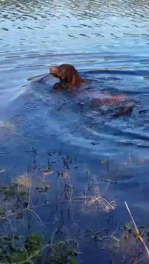 Snorkeling Rhodesian Ridgeback Pup