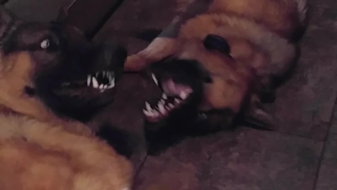 German Shepherds chewing and talking to each other