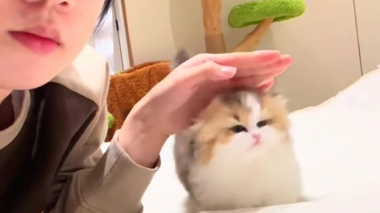 Cute cat