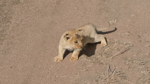 Baby lion cubs chatting 2021